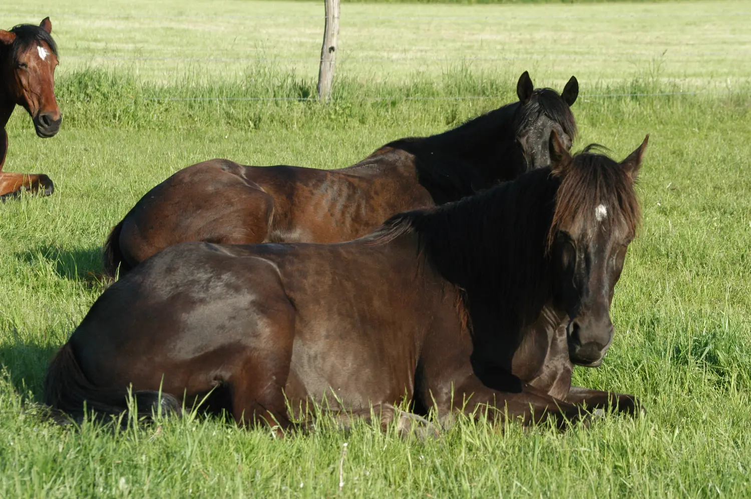 Wir kümmern uns um das Wohl Ihrer Lieblinge