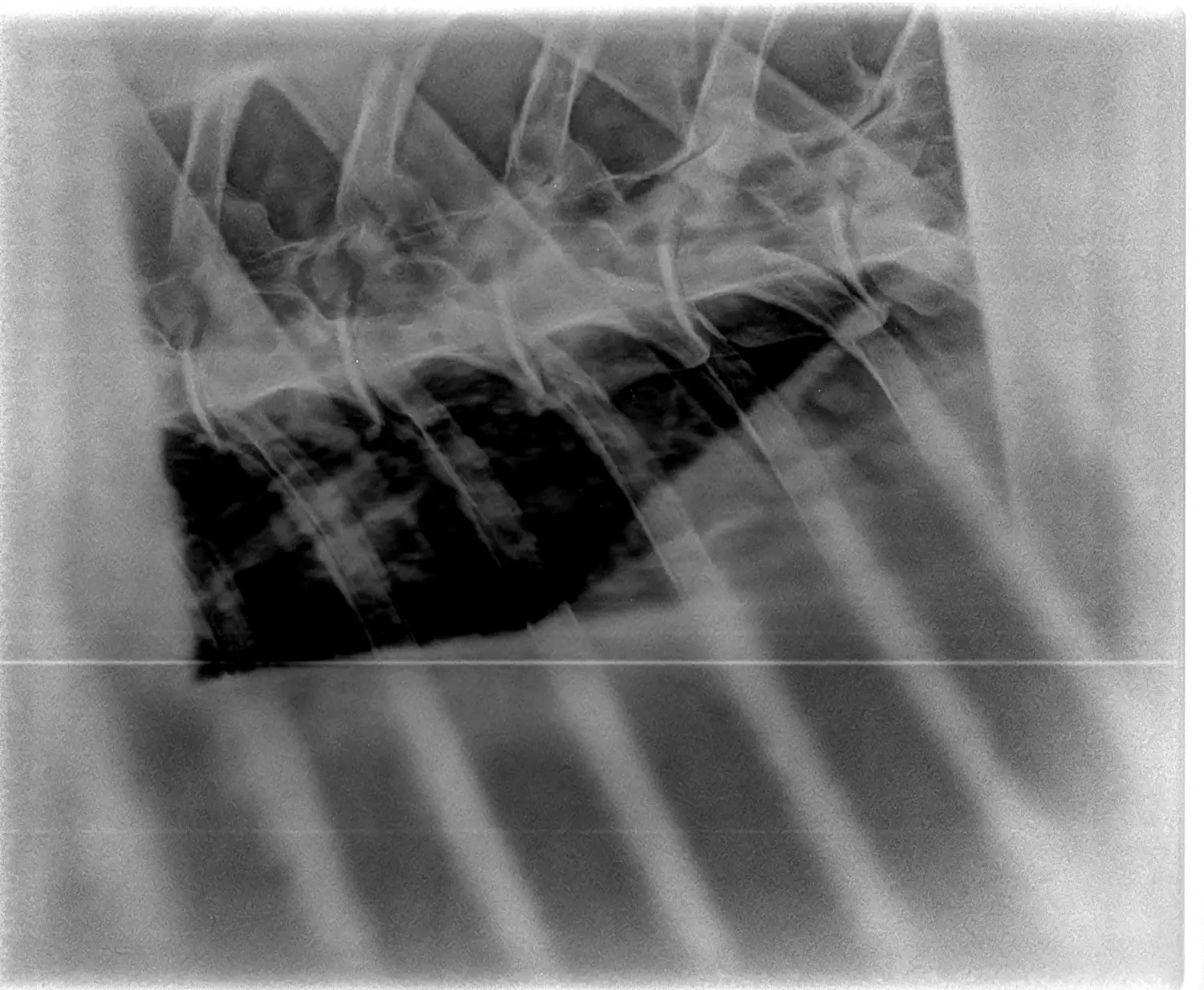 Tierarztpraxis Elke Neumann
