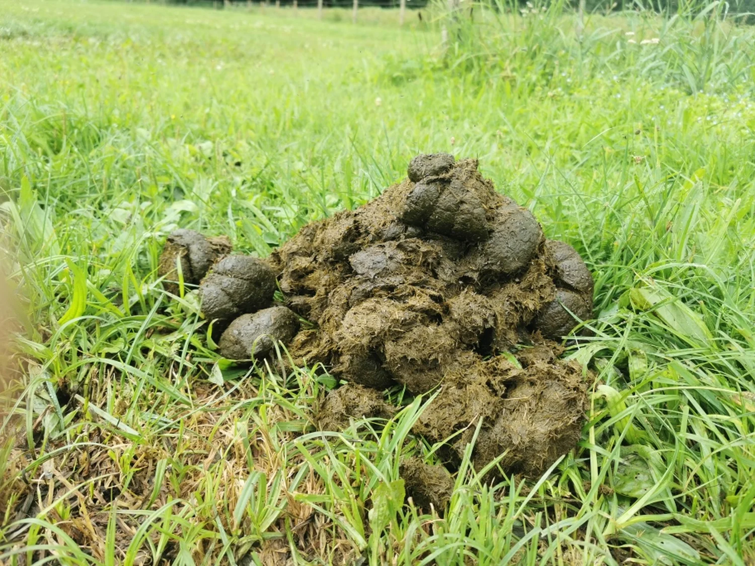 Beratung zur Allergiediagnostik und Darmflora Analyse in spezialisierten Laboren